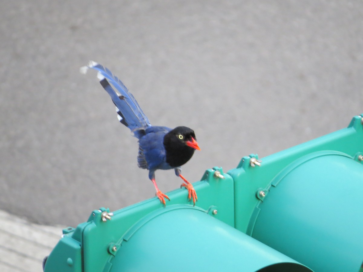 Taiwan Blue-Magpie - ML354645481