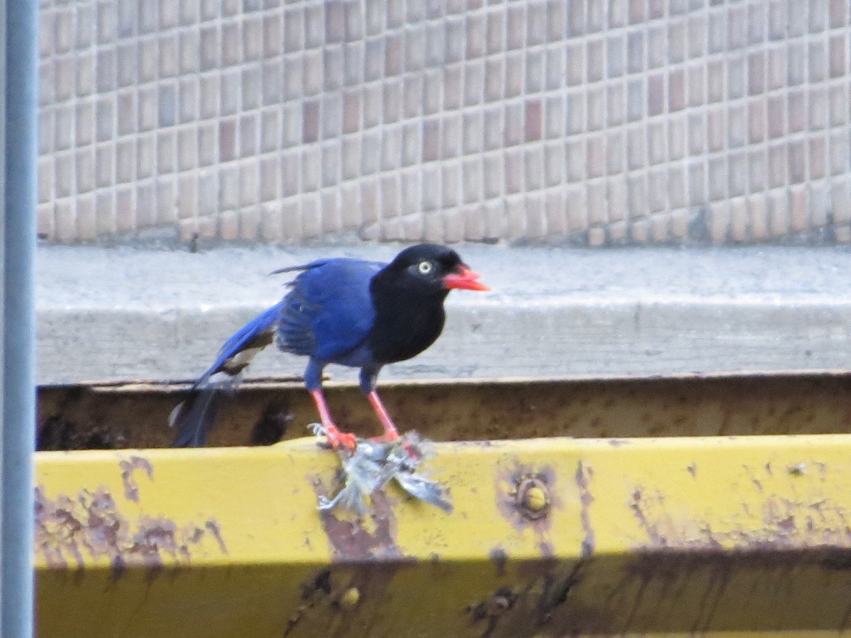 Taiwan Blue-Magpie - ML354645491