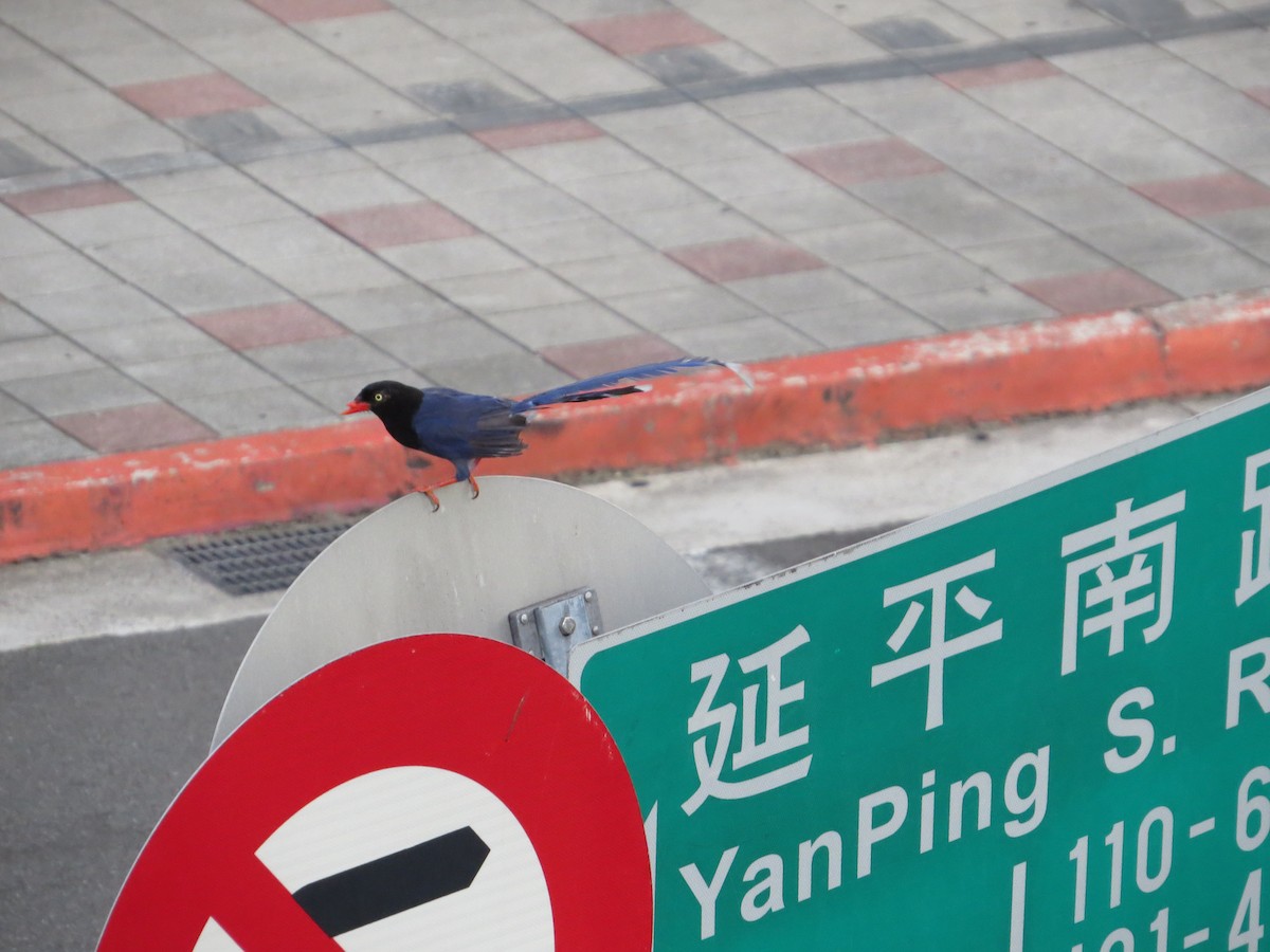 Taiwan Blue-Magpie - ML354645501