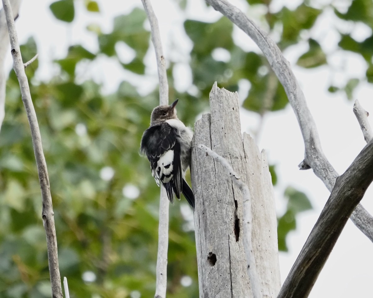 Red-headed Woodpecker - ML354645671