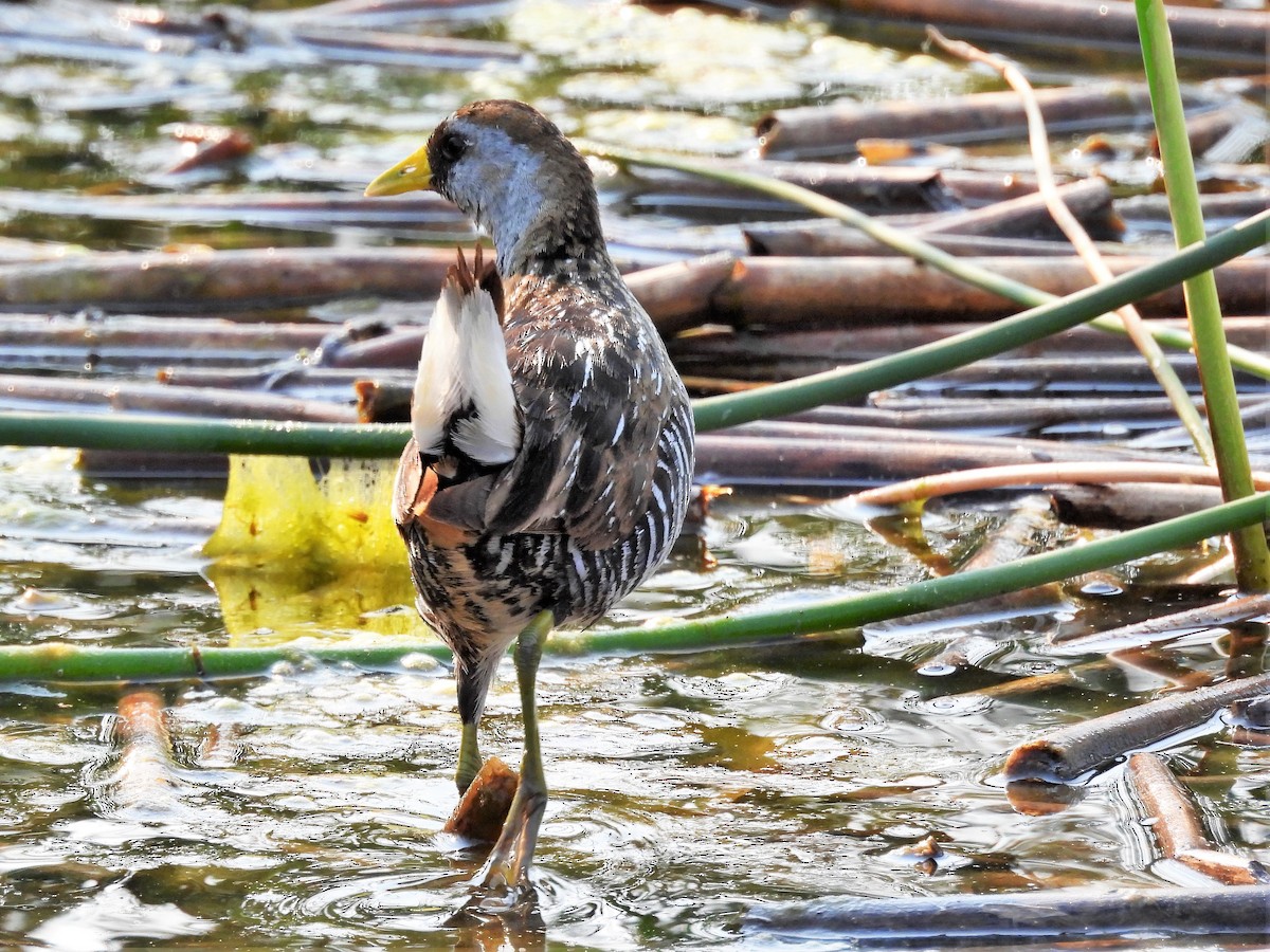 Polluela Sora - ML354645681