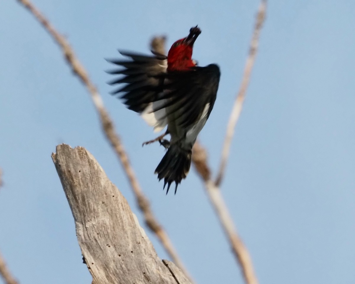 Pic à tête rouge - ML354645701