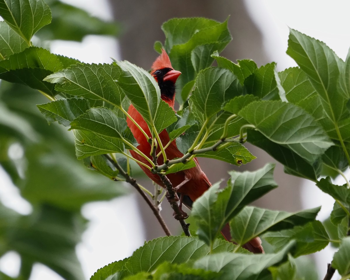 Northern Cardinal - ML354645751