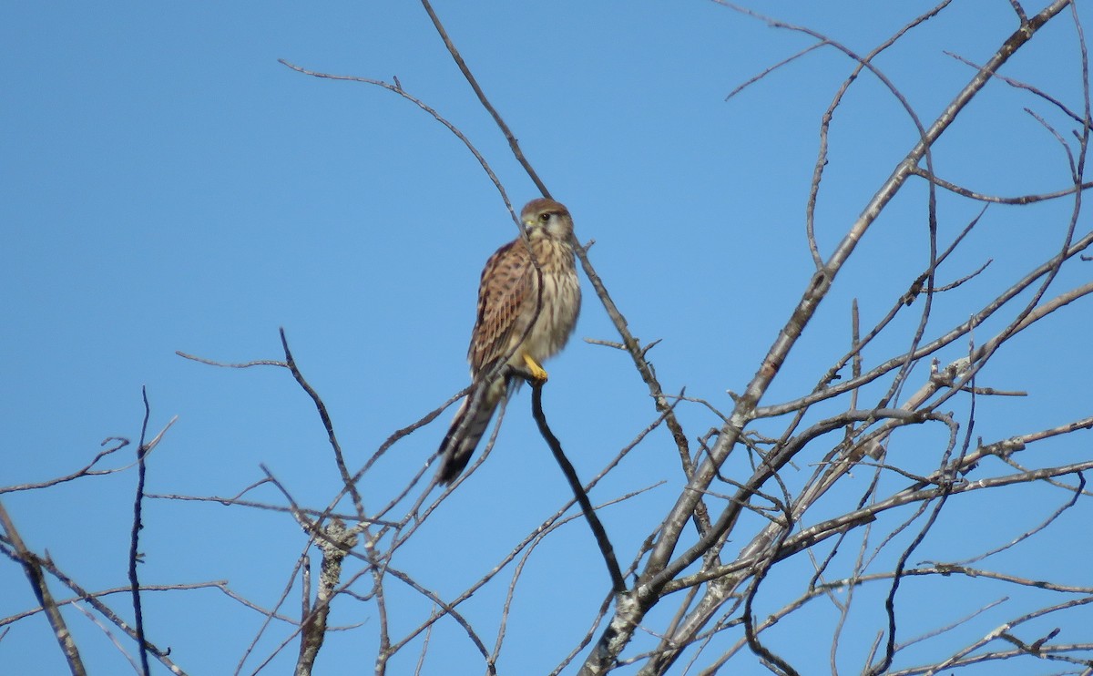 Lesser/Eurasian Kestrel - ML354646311