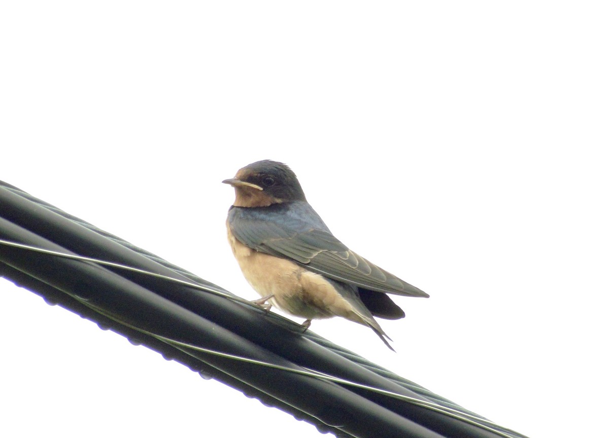 Асрын хараацай - ML354646321