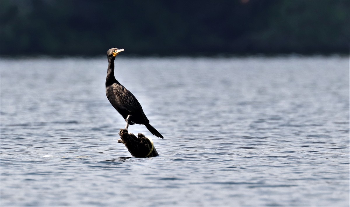 Double-crested Cormorant - ML354646651