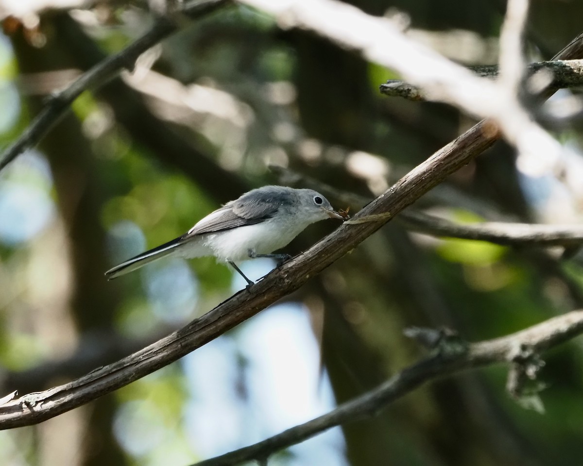 Blue-gray Gnatcatcher - ML354646681