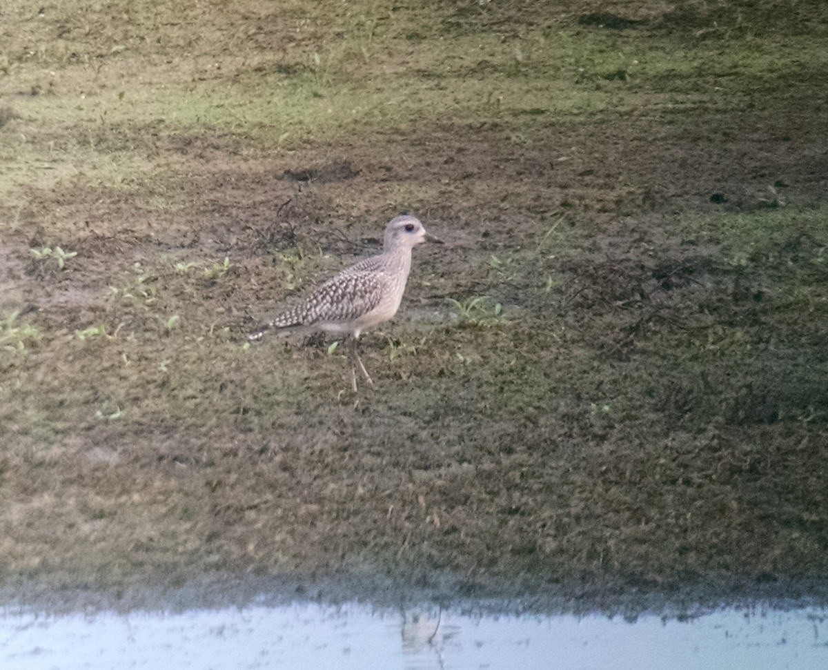 Black-bellied Plover - Scott Huge