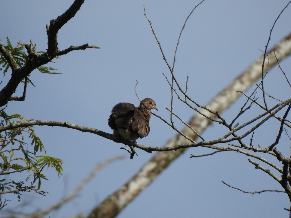 Plain-breasted Ground Dove - ML354647541