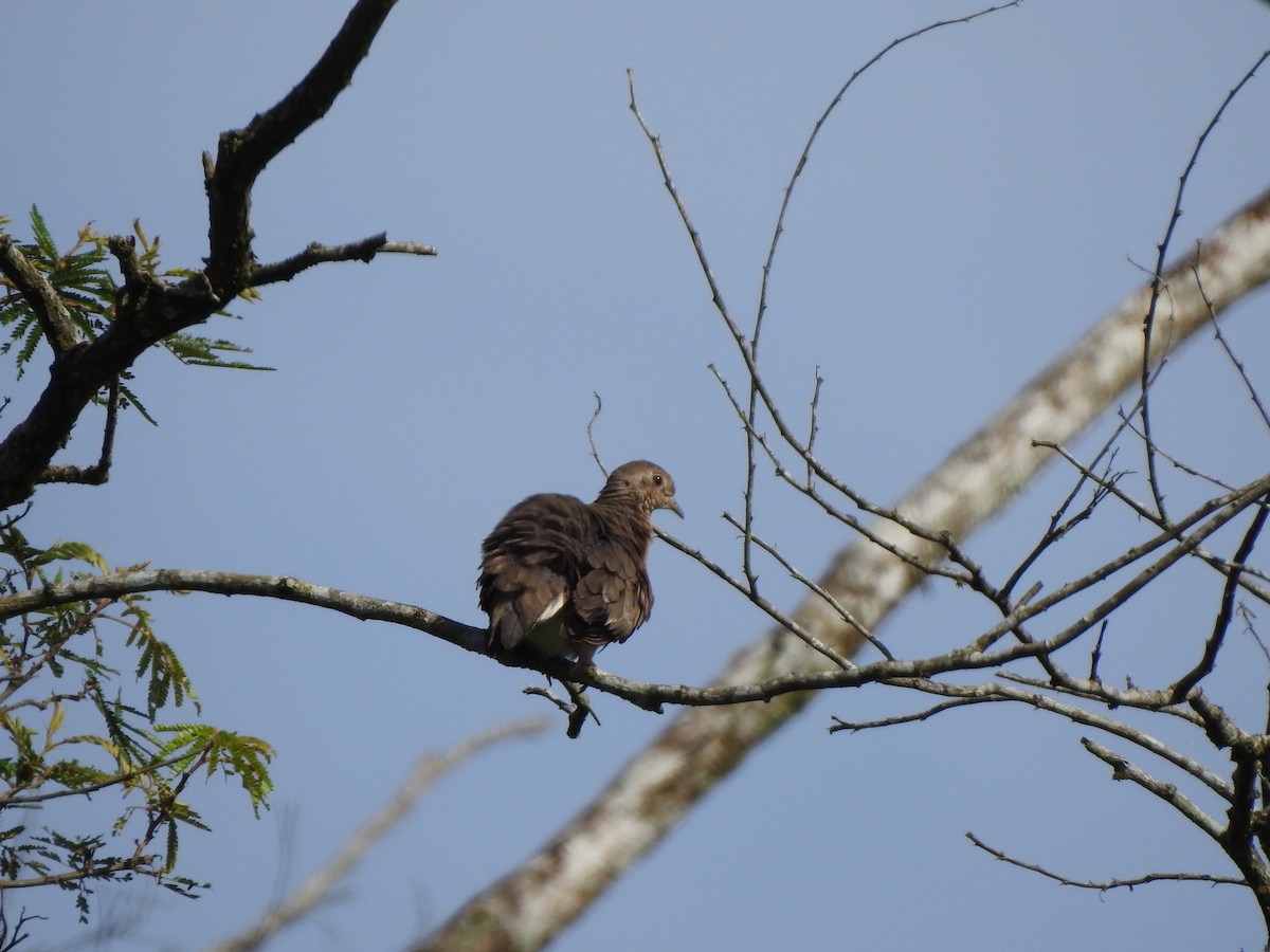 Plain-breasted Ground Dove - ML354647591