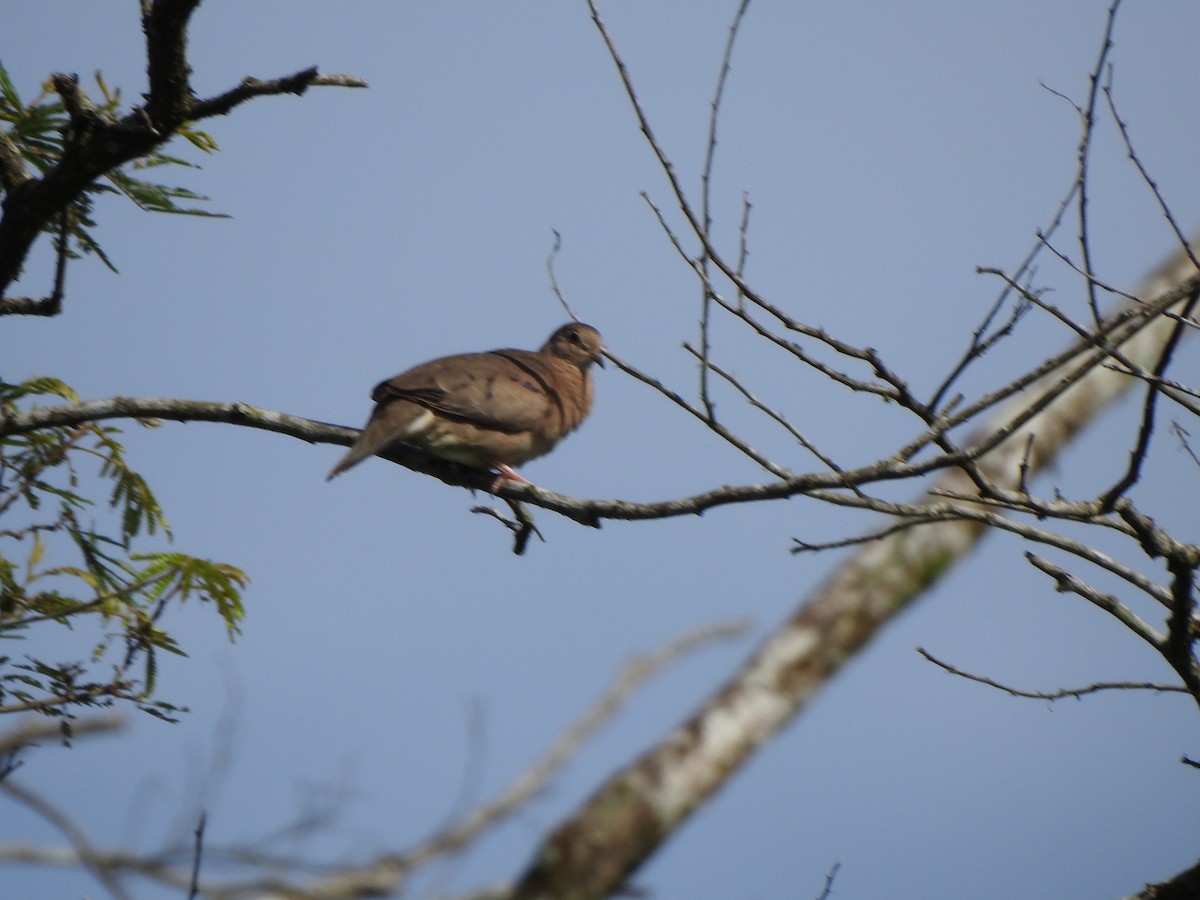 Plain-breasted Ground Dove - ML354647721