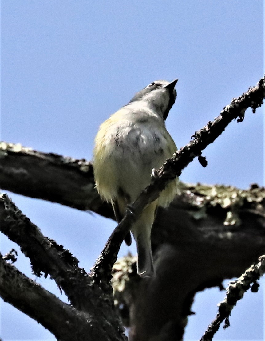 Blue-headed Vireo - ML354648791