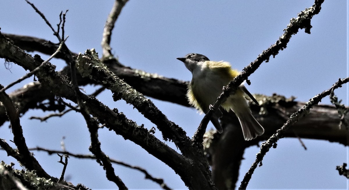 Blue-headed Vireo - ML354648821