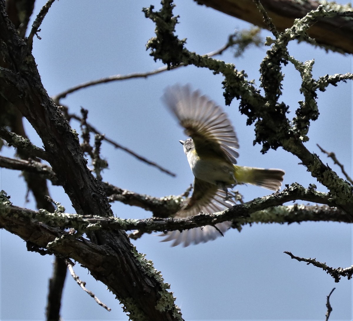 Blue-headed Vireo - ML354648831