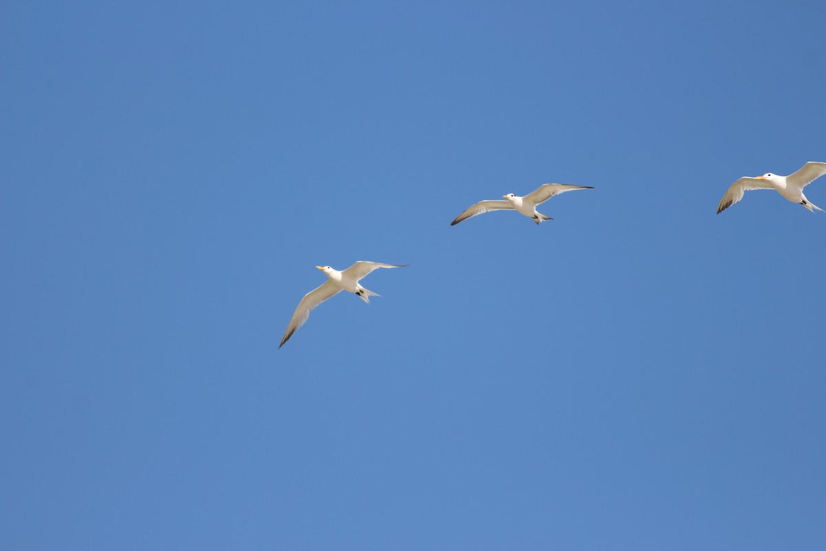 West African Crested Tern - ML354649091