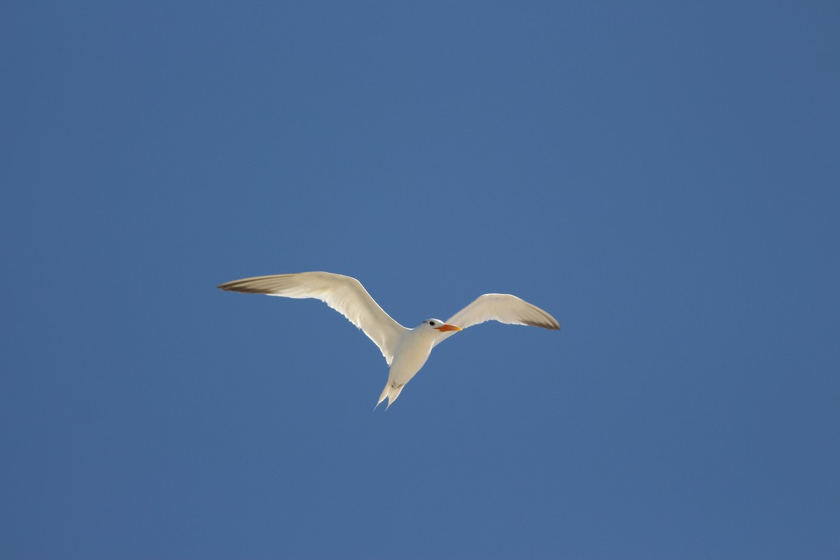West African Crested Tern - ML354649111