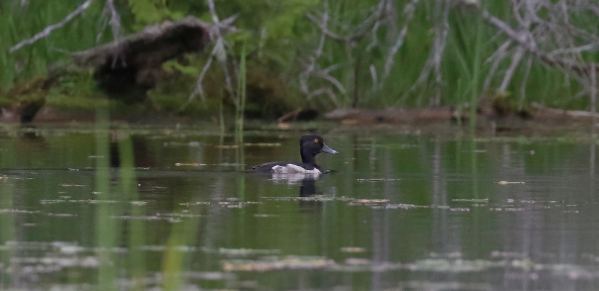 Ring-necked Duck - ML354650881