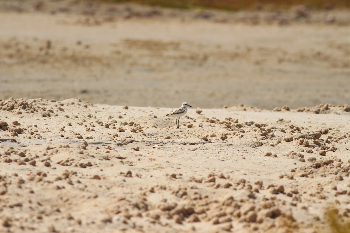 Kentish Plover - ML354651181