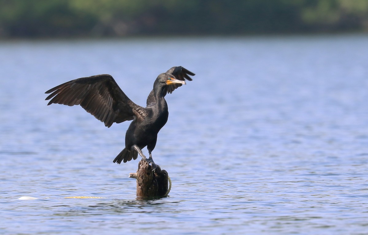 Double-crested Cormorant - ML354651451