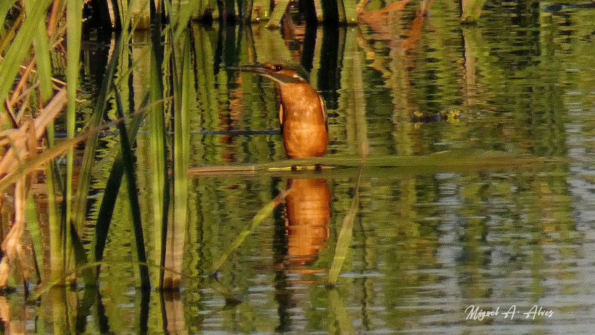 Common Kingfisher - ML354651991