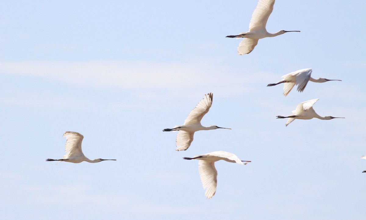 Eurasian Spoonbill - ML354652001