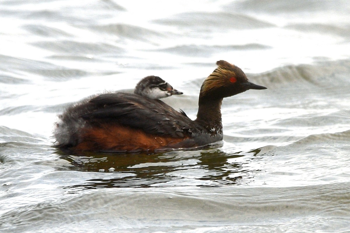 Eared Grebe - Timothy Carstens