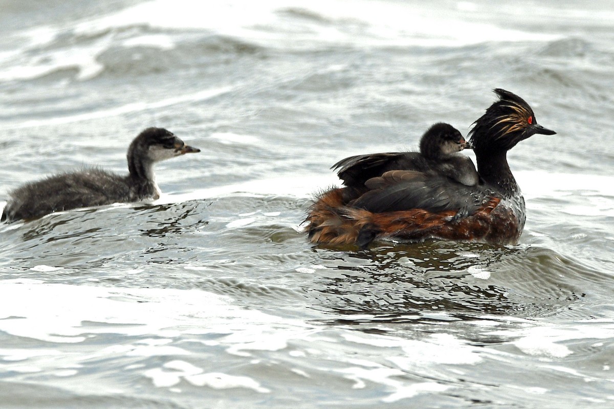 Eared Grebe - Timothy Carstens