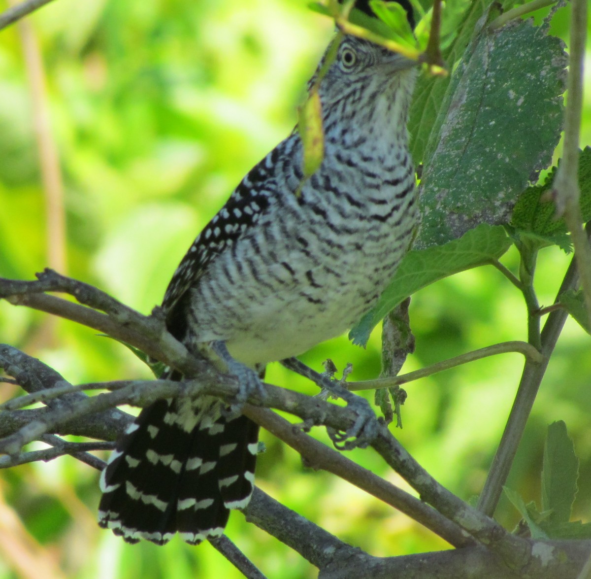 Barred Antshrike - ML354652751