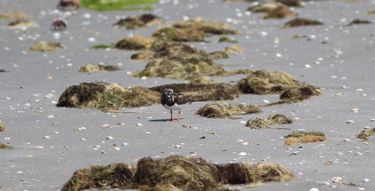 Ruddy Turnstone - ML354653011