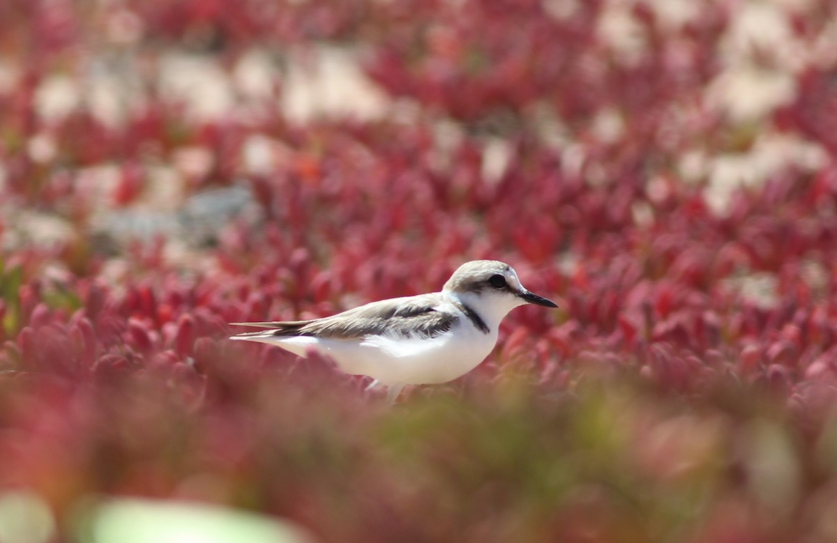 Kentish Plover - ML354654911