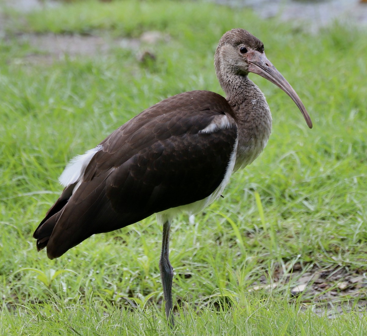 Ibis blanc - ML354655391