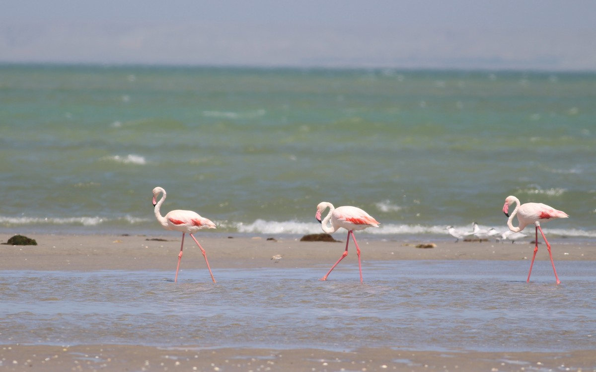 Greater Flamingo - ML354655991