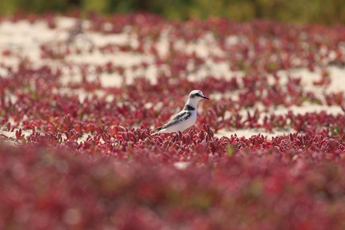 Kentish Plover - ML354656171