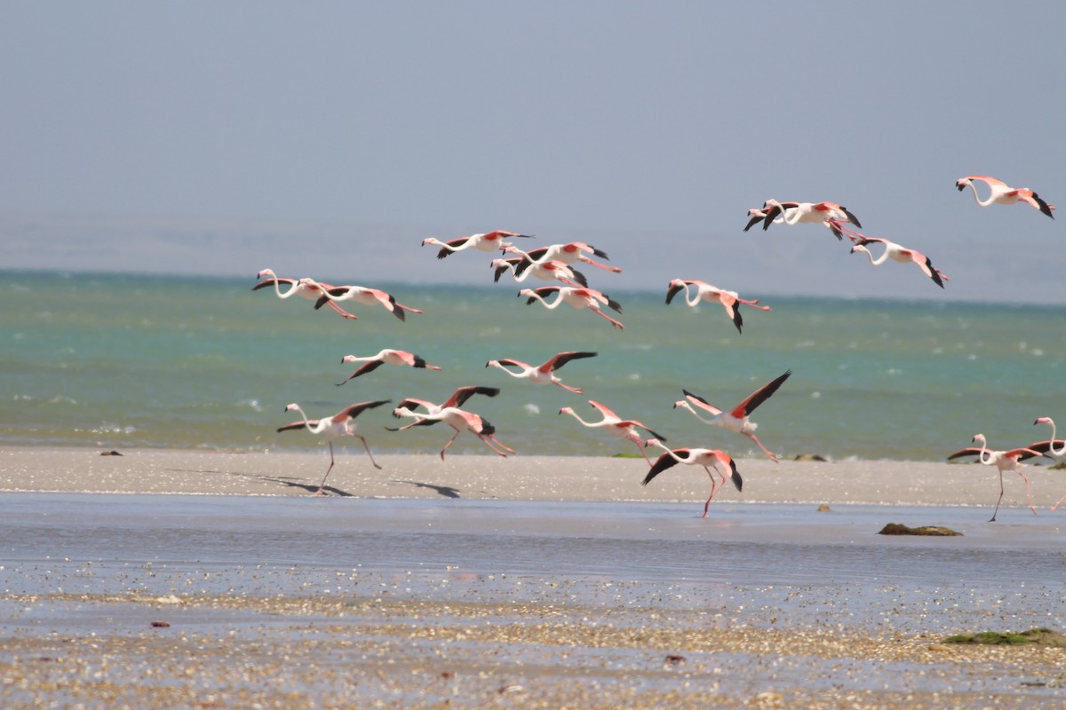 Greater Flamingo - ML354656681