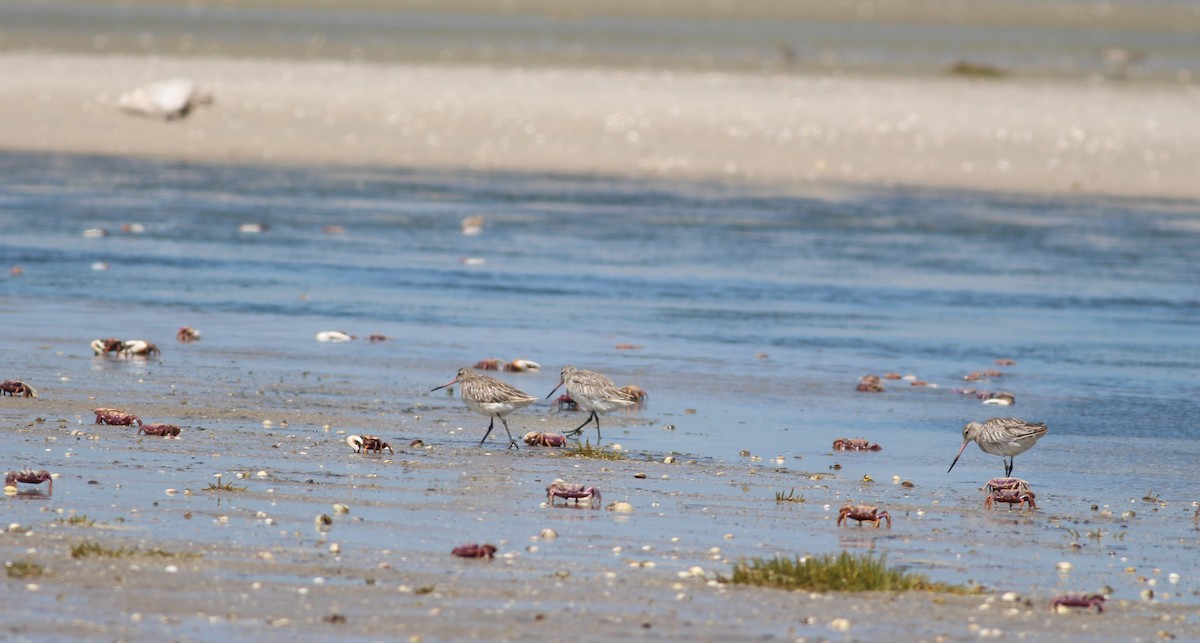 Bar-tailed Godwit - ML354659121