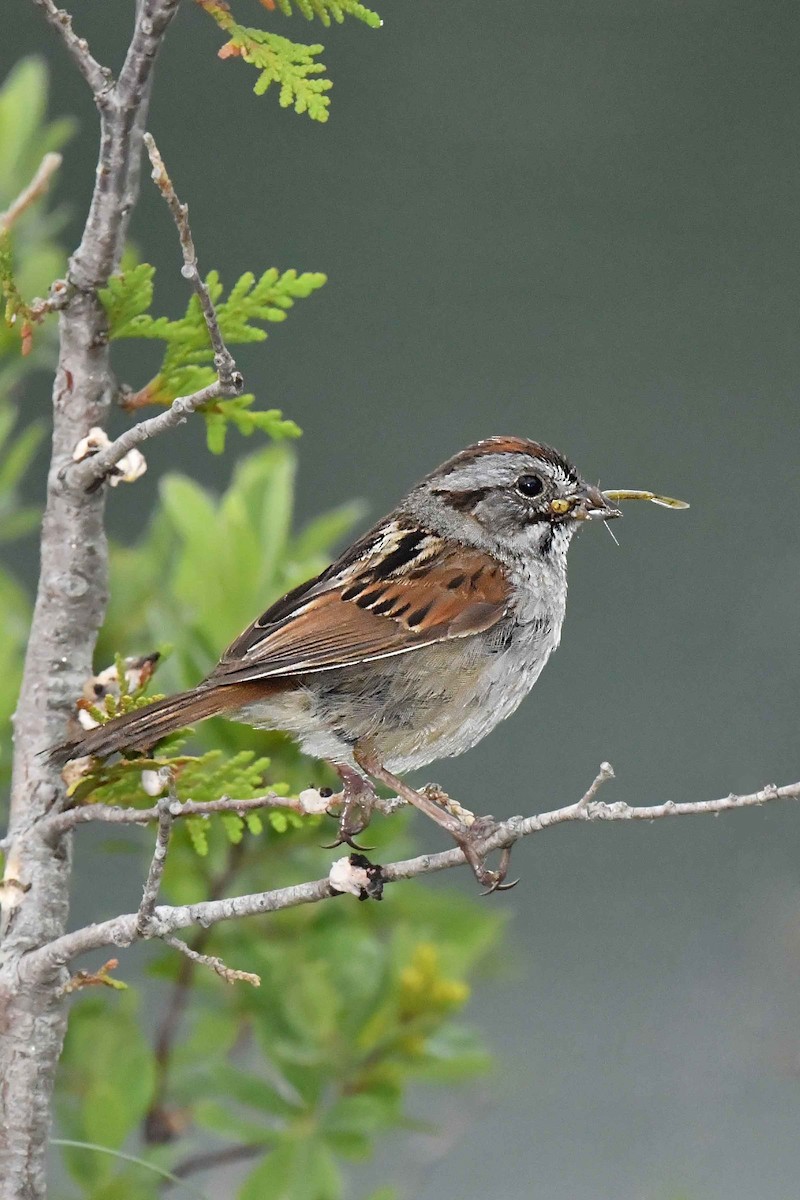 Swamp Sparrow - ML354659391