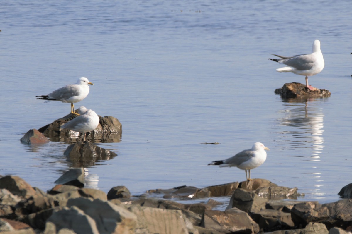 Ring-billed Gull - ML354659691