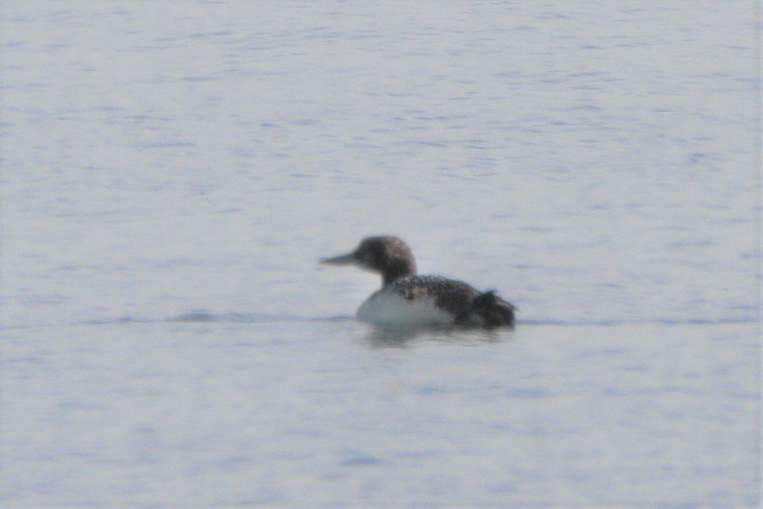 Common Loon - ML354659701