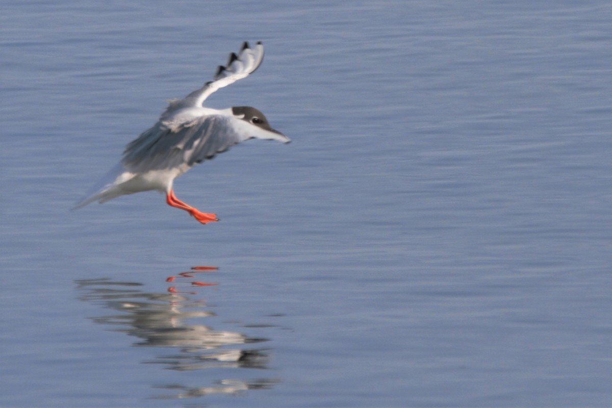 Bonaparte's Gull - Mitch (Michel) Doucet