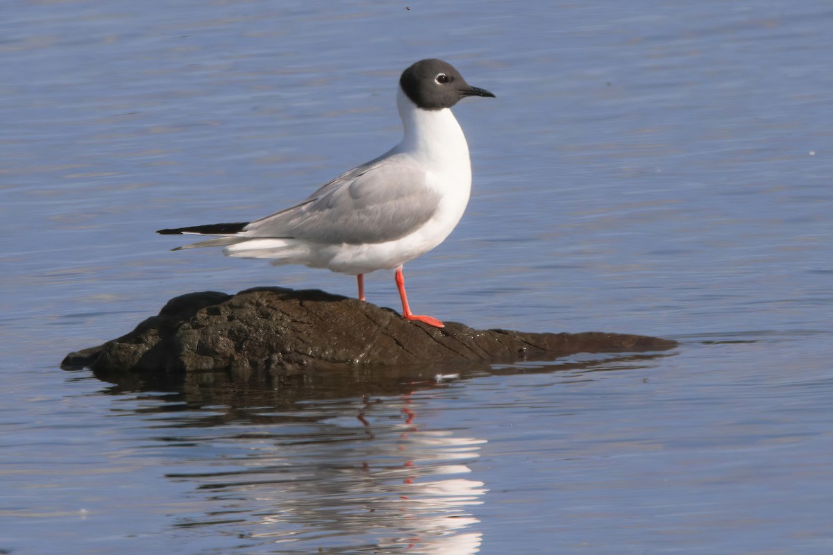 Bonaparte's Gull - ML354659811