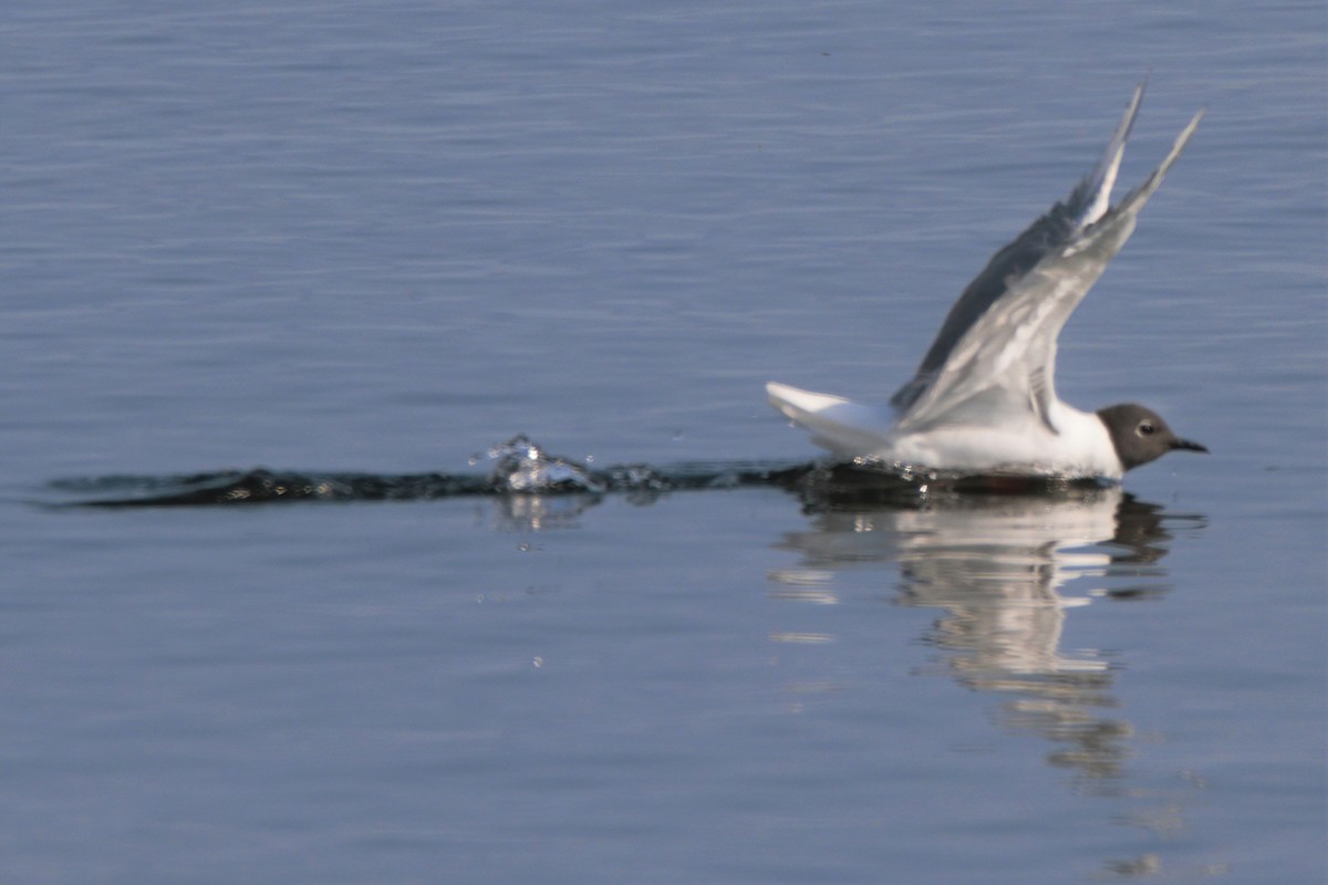 Bonaparte's Gull - ML354659831