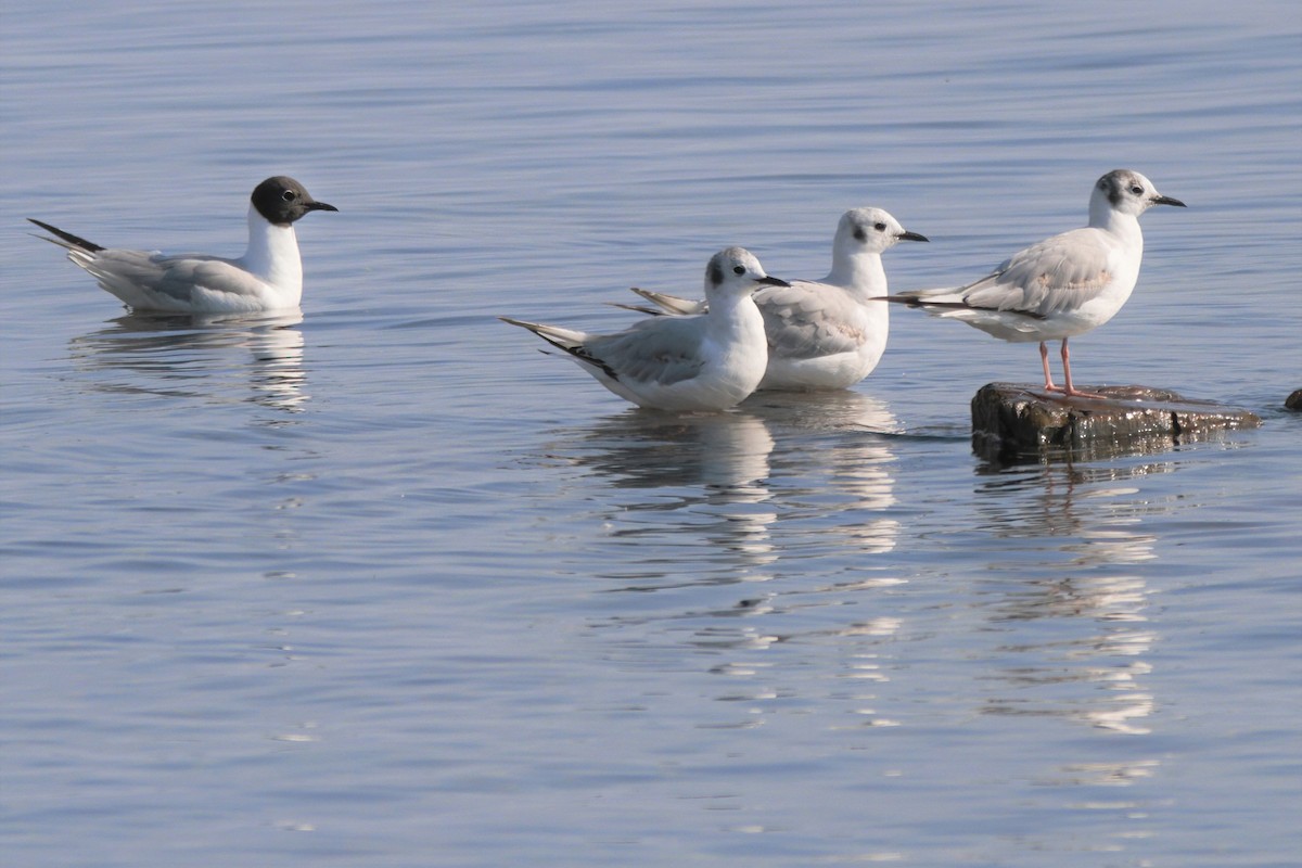 Mouette de Bonaparte - ML354659901