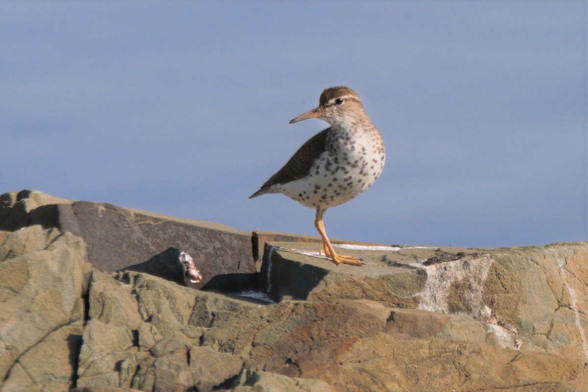 Spotted Sandpiper - ML354659921