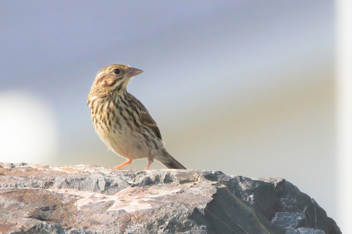 Savannah Sparrow - ML354659941