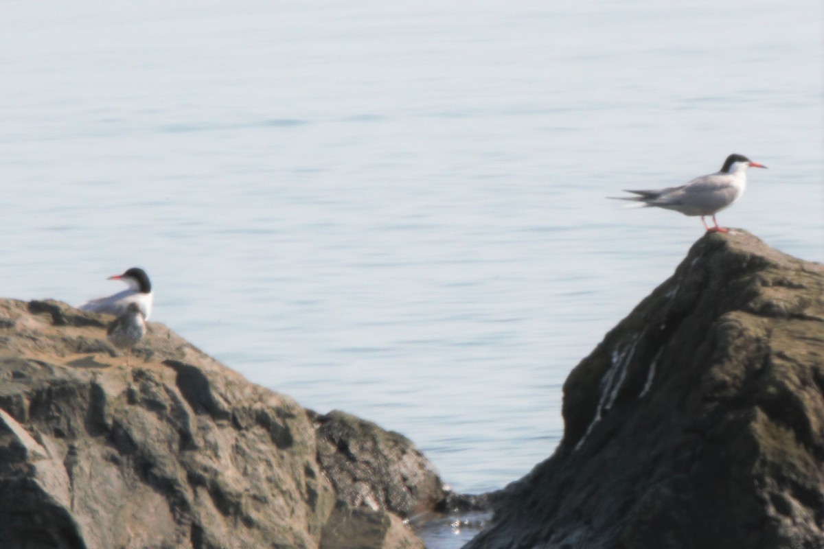 Common Tern - ML354659991