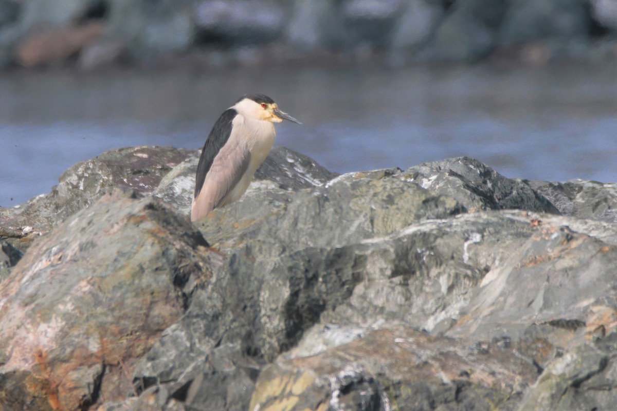 Black-crowned Night Heron - ML354660051