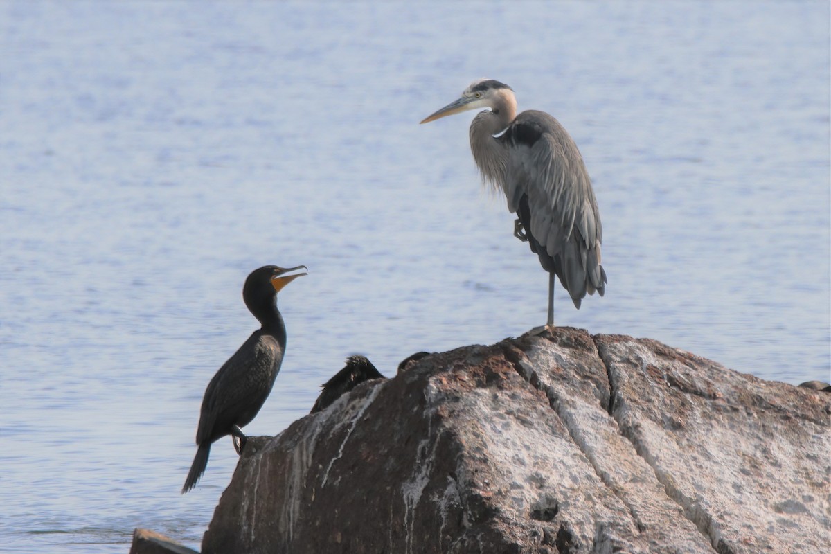 Great Blue Heron - Mitch (Michel) Doucet