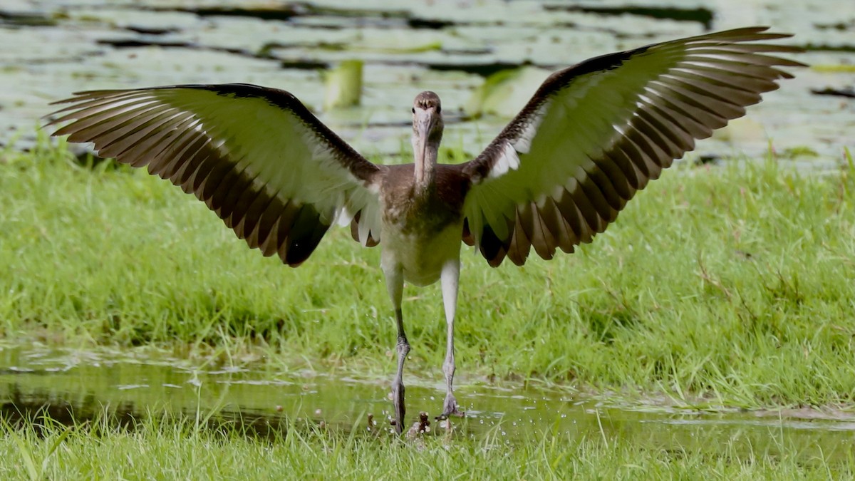 White Ibis - ML354660201