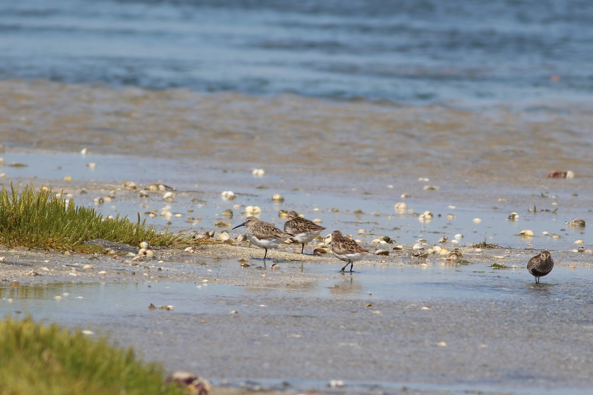 Dunlin - ML354660921