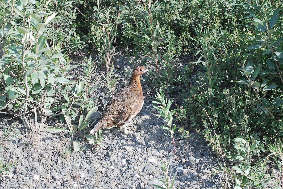 Willow Ptarmigan - ML354661271